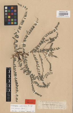 LE 00014295