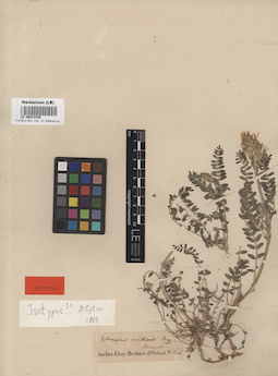 LE 00014335