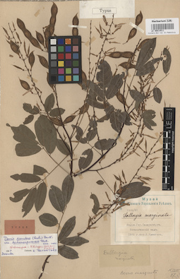 LE 00014511