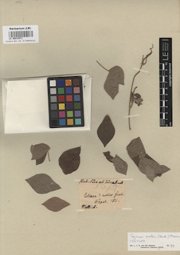 LE 00014571