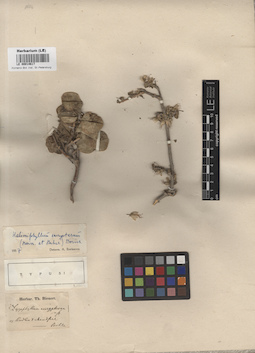 LE 00014617