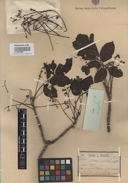 LE 00014665