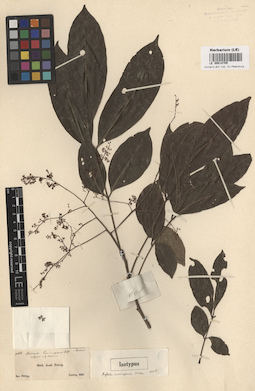 LE 00014705
