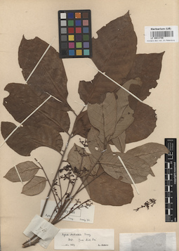 LE 00014706