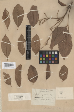 LE 00014735
