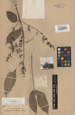 LE 00014738