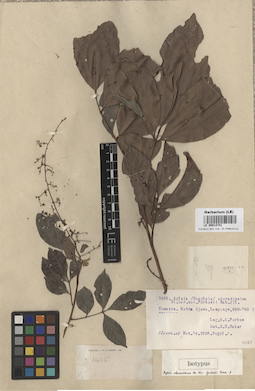 LE 00014741