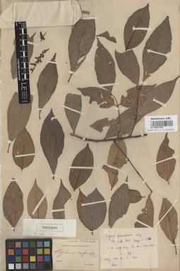 LE 00014752