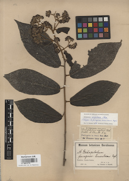 LE 00014779