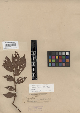 LE 00014782