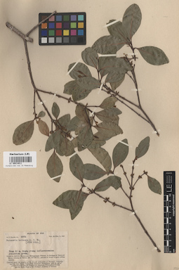 LE 00014811