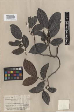 LE 00014813