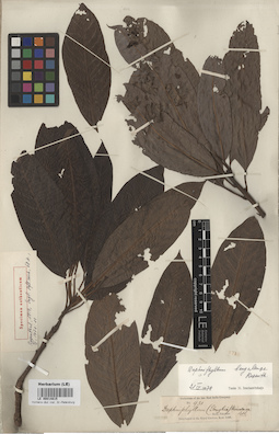 LE 00014815