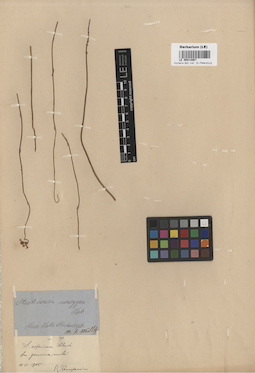 LE 00014867
