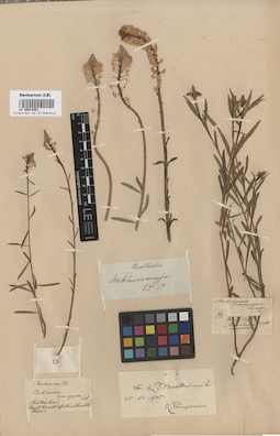 LE 00014881