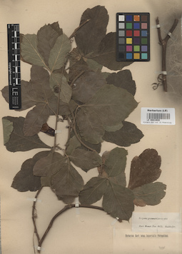LE 00014929