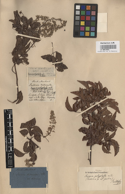 LE 00014932
