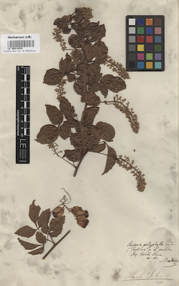 LE 00014934