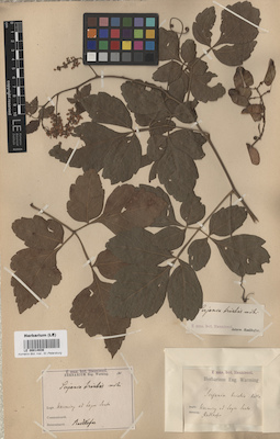 LE 00014936