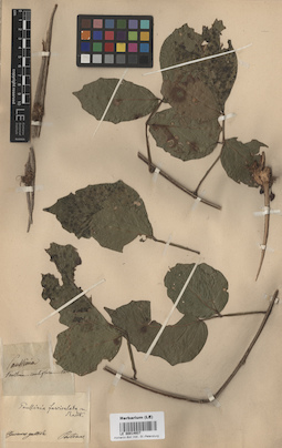LE 00014937