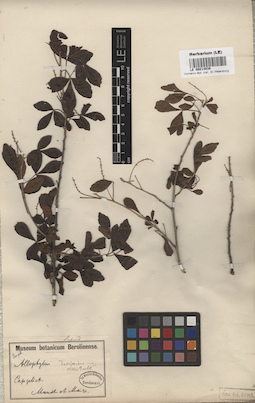LE 00014939