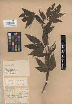 LE 00014941