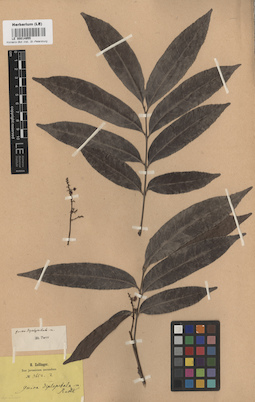 LE 00014955