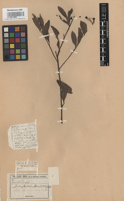 LE 00014956