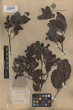 LE 00014961