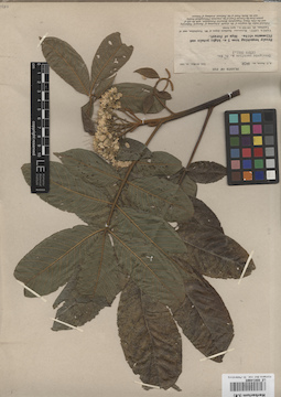 LE 00014965