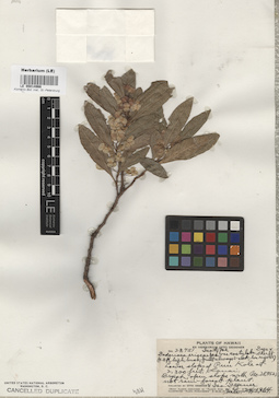 LE 00014966