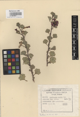 LE 00015041
