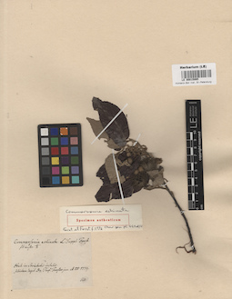 LE 00015065