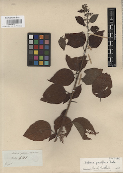 LE 00015071