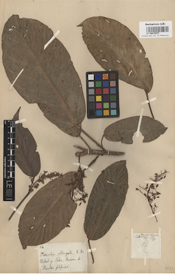 LE 00015075