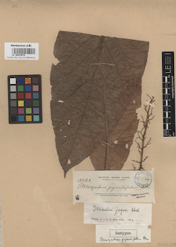 LE 00015079