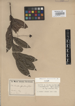 LE 00015084