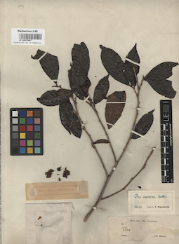 LE 00015087