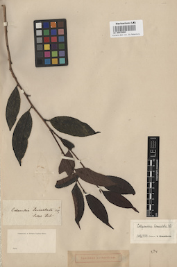 LE 00015093