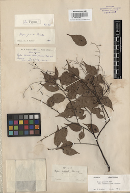 LE 00015194