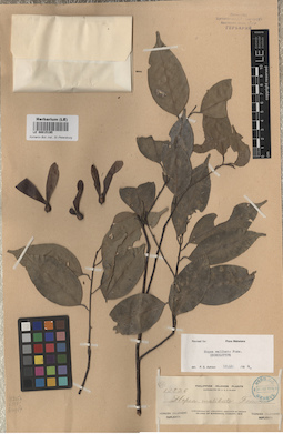 LE 00015195