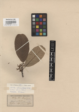 LE 00015249