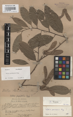 LE 00015256