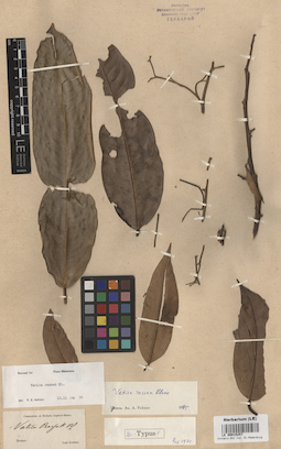 LE 00015257