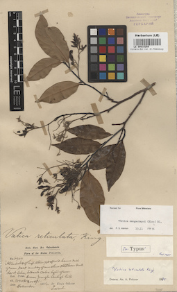 LE 00015258