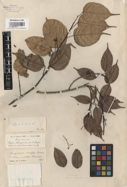 LE 00015277