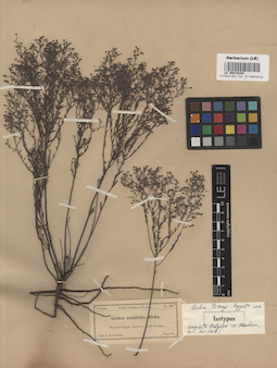 LE 00015284