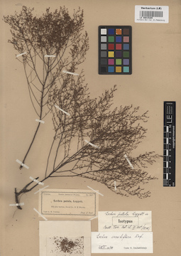 LE 00015285