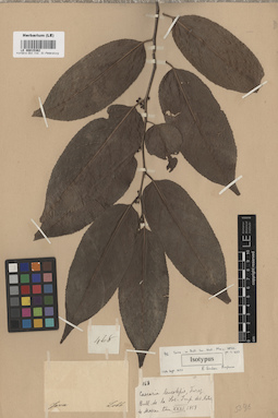LE 00015362