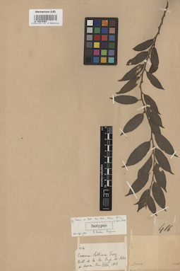 LE 00015363